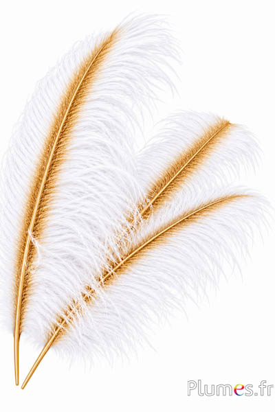 Struisvogel met goudkleurige schacht - 50-60 cm - wit
